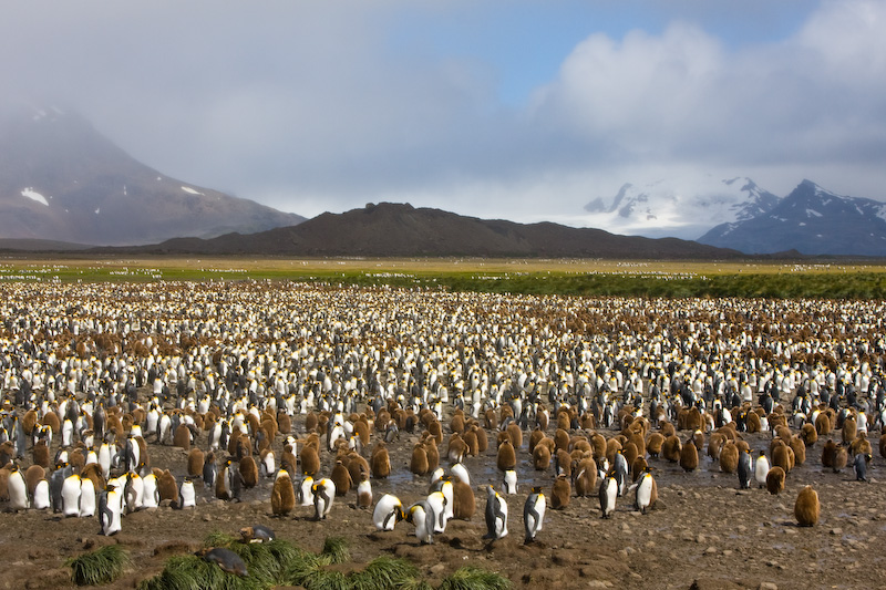 King Penguin Colony